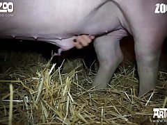 Dog Fuck Woman Teen