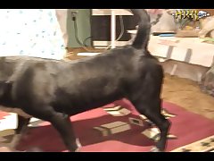 Animal Sex Video Women