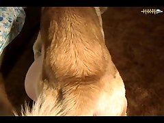 What Animal Has The Most Sex In A Day