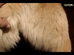 What Animal Has The Most Sex In A Day