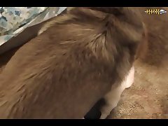 What Animal Has The Most Sex In A Day