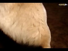 What Animal Has The Most Sex In A Day