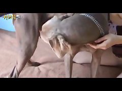What Animal Has Sex For Pleasure Like Humans