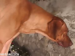 New Animal Porn Vedio
