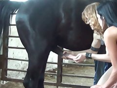 Animal Porn New 2020