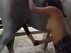 Ox Animal Porn