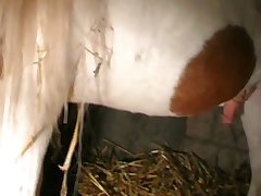 Animal Goat Porn