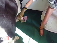 View Free Animal Porn Video