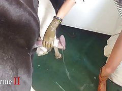 View Free Animal Porn Video