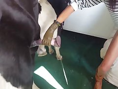 Porn With Animal Video