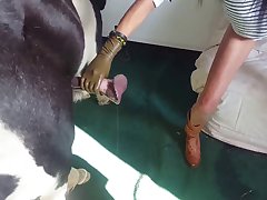 Porn With Animal Video