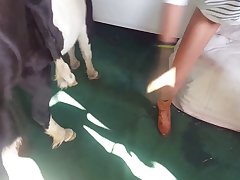 Porn With Animal Video