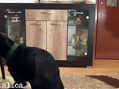 Animal Sex Porn Comic