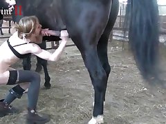 Animal Anal Porn Videos