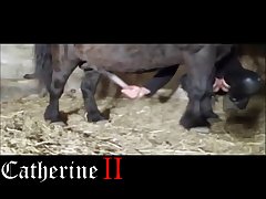 Animal Porn Teligram