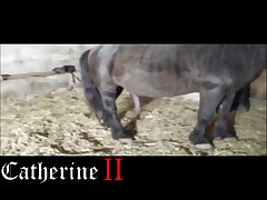 Animal Porn Teligram