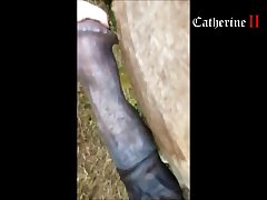 Porn In Animal