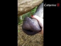 Porn In Animal