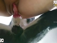 Online Animal Porn Video