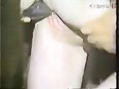 Animal X Human Porn