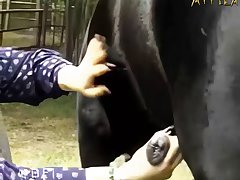 Blonde Girl And Black Dog Animal Porn Shooting
