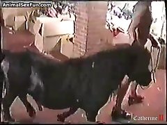 Forced Animal Porn Videos