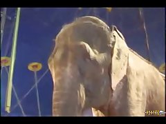 Nature Documentary With Animal Sex