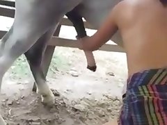 Animal Gey Porn