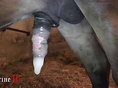 Animal With Girl Porn Videos