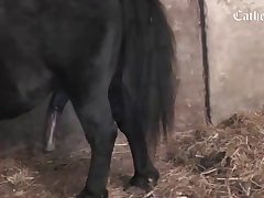 Animal Passion Porn