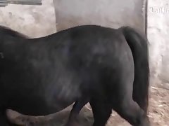 Animal Passion Porn