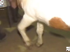Animal Woman Porn