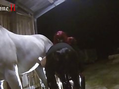 Animal Porn New Hd