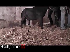 Animal Porn Illegal
