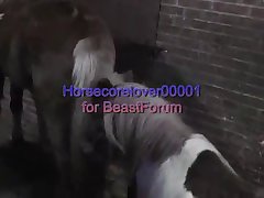 Porn Animal Animations