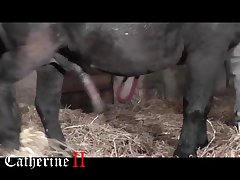 Animal Porn Illegal