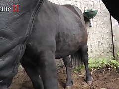 Porn With Animal Video Download