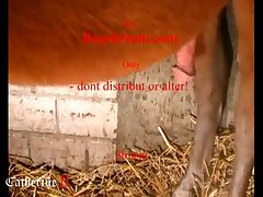 Animal Porn Teen