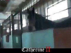 Pregnant Animal Sex Porn