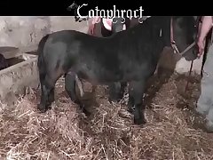 Teen Animal Porn Videos