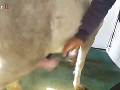 Animal Porn Man Fuck Dog