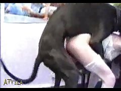 Vidio Porno Zoofilia