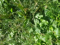 Serviporno Zoofilia