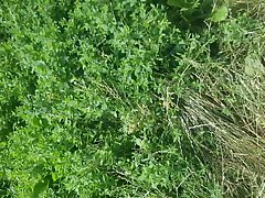 Serviporno Zoofilia
