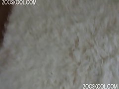 Permitida La Zoofilia