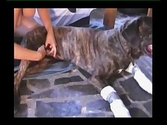 Zoofilia Movies Hd