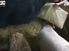 Videos Cortos De Zoofilia