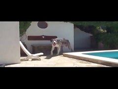 Mi Perro Zoofilia