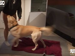 Porn Zoofilia Bestiality Largo