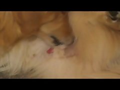 Zoofilia Mulher E Cavalo